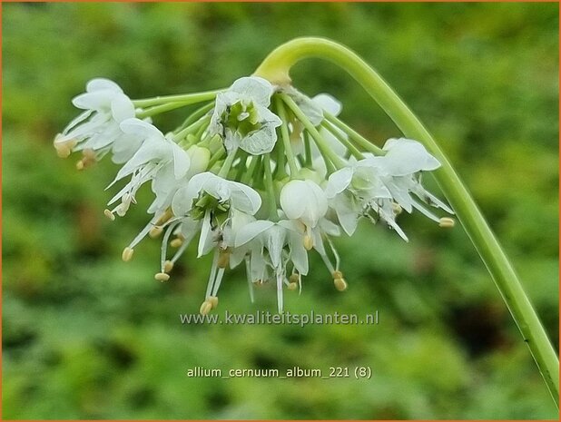 Allium cernuum 'Album' | Amerikaanse look, Indianenlook, Sierui, Look | Nickender Lauch | Lady's Leek