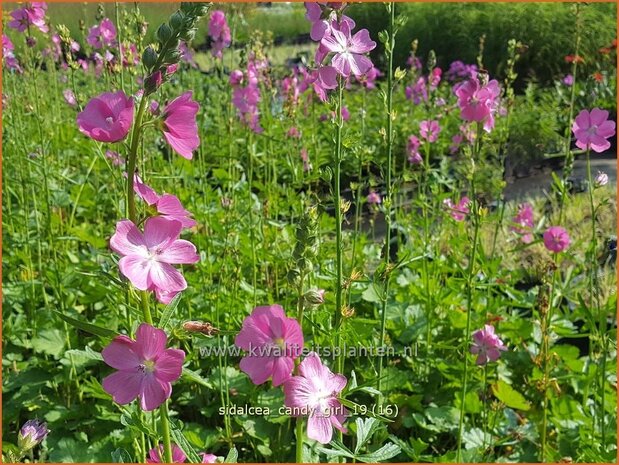 Sidalcea 'Candy Girl' | Griekse malva, Prairiemalva | Präriemalve