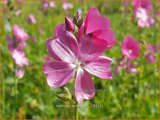 Sidalcea 'Candy Girl' | Griekse malva, Prairiemalva | Präriemalve