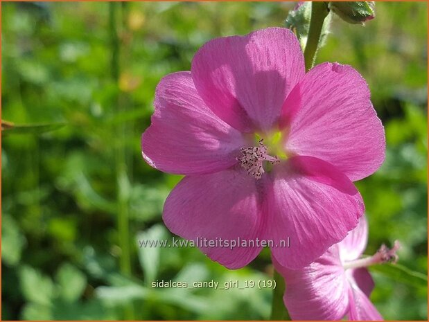 Sidalcea 'Candy Girl' | Griekse malva, Prairiemalva | Präriemalve