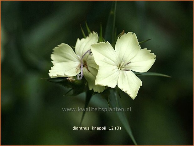 Dianthus knappii | Anjer | Balkan-Nelke | Yellow Pink