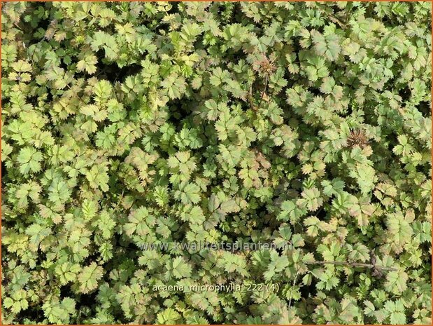 Acaena microphylla | Stekelnootje | Braunblättriges Stachelnüsschen | Pirri-Pirri