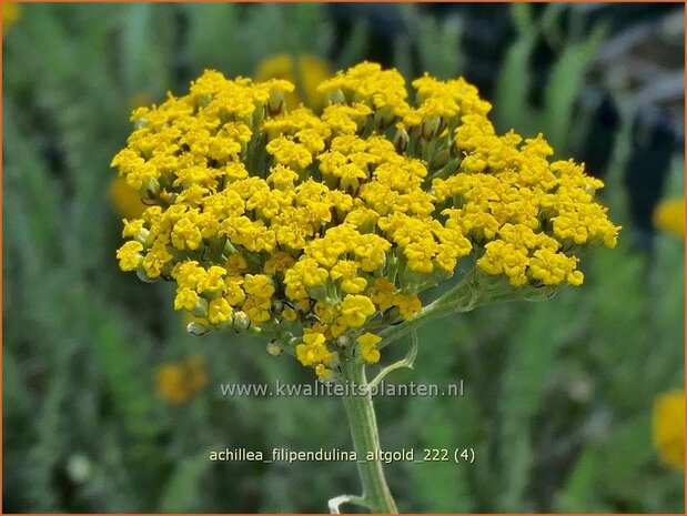 Achillea filipendulina 'Altgold' | Duizendblad | Hohe Goldgarbe | Fern-Leaf Yarrow