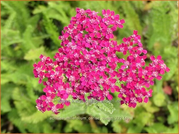 Achillea millefolium 'Cerise Queen' | Duizendblad | Gewöhnliche Schafgarbe | California yarrow