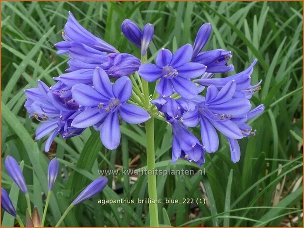 Agapanthus 'Brilliant Blue' | Afrikaanse lelie, Kaapse lelie, Liefdesbloem | Schmucklilie | African Lily