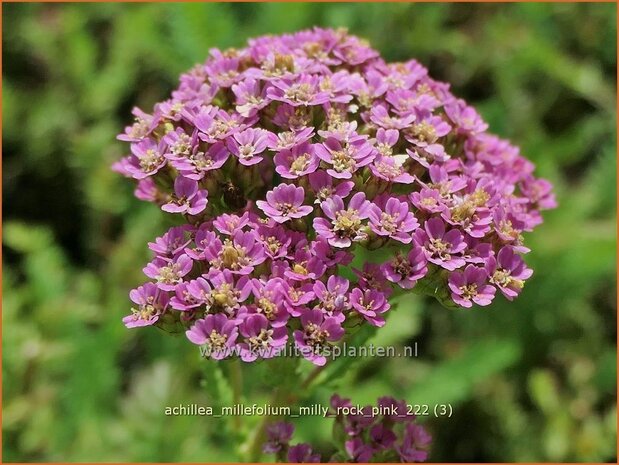 Achillea millefolium 'Milly Rock Pink' | Duizendblad | Gewöhnliche Schafgarbe | California yarrow