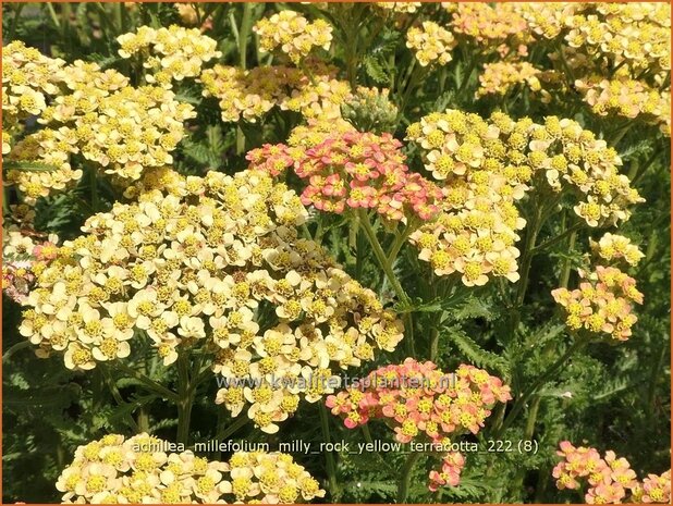 Achillea millefolium 'Milly Rock Yellow Terracotta' | Duizendblad | Gewöhnliche Schafgarbe | California yarrow