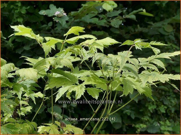 Actaea americana | Zilverkaars, Oktoberkaars, Christoffelkruid | Christophskraut | American Bugbane