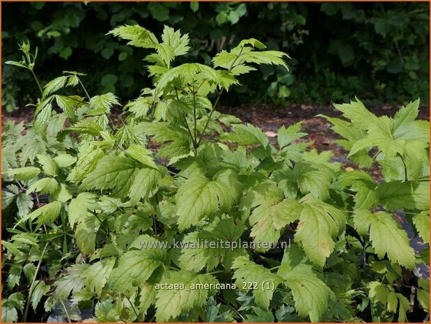 Actaea americana | Zilverkaars, Oktoberkaars, Christoffelkruid | Christophskraut | American Bugbane