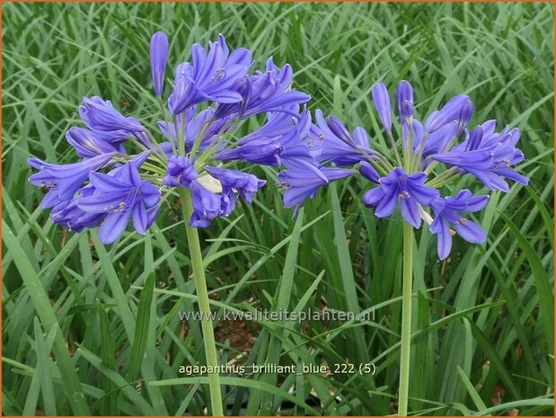 Agapanthus 'Brilliant Blue' | Afrikaanse lelie, Kaapse lelie, Liefdesbloem | Schmucklilie | African Lily