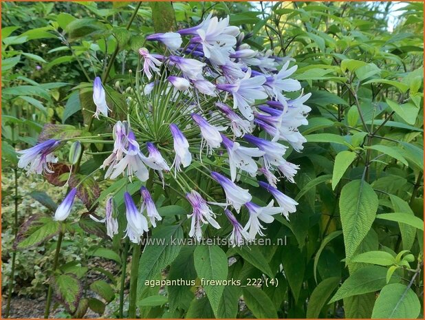 Agapanthus 'Fireworks' | Afrikaanse lelie, Kaapse lelie, Liefdesbloem | Schmucklilie | African Lily