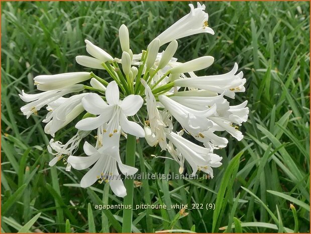 Agapanthus 'Pitchoune White' | Afrikaanse lelie, Kaapse lelie, Liefdesbloem | Schmucklilie | African Lily