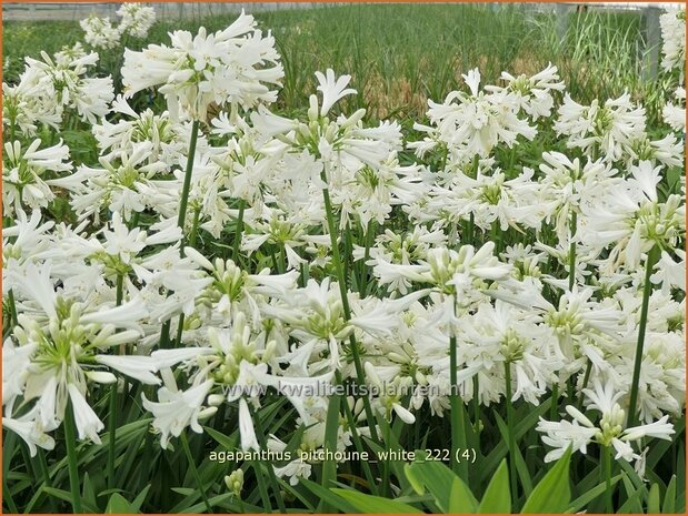 Agapanthus 'Pitchoune White' | Afrikaanse lelie, Kaapse lelie, Liefdesbloem | Schmucklilie | African Lily