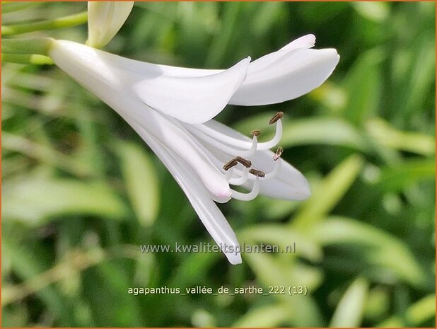 Agapanthus 'Vallée de Sarthe' | Afrikaanse lelie, Kaapse lelie, Liefdesbloem | Schmucklilie | African Lily