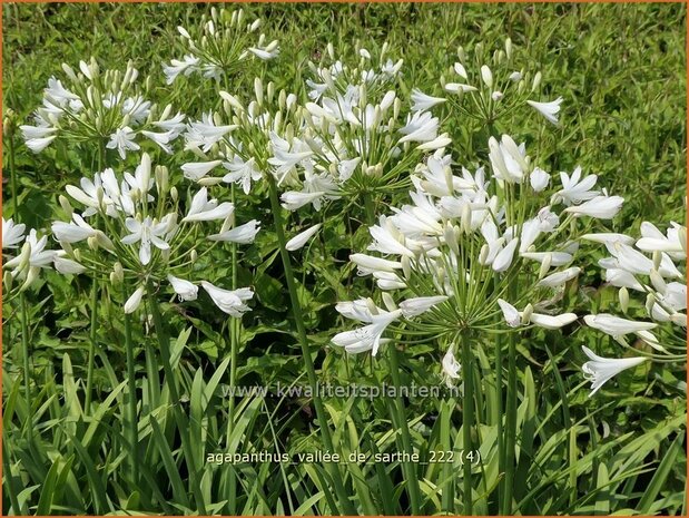 Agapanthus 'Vallée de Sarthe' | Afrikaanse lelie, Kaapse lelie, Liefdesbloem | Schmucklilie | African Lily