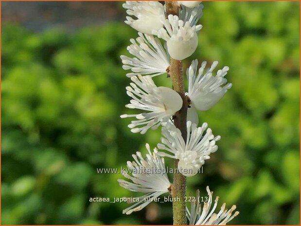 Actaea japonica 'Silver Blush' | Zilverkaars, Oktoberkaars, Christoffelkruid | Herbst-Silberkerze | Japanese Bugbane