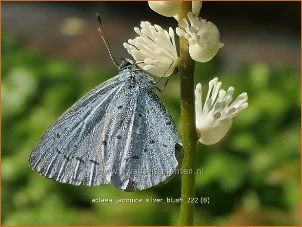 Actaea japonica 'Silver Blush' | Zilverkaars, Oktoberkaars, Christoffelkruid | Herbst-Silberkerze | Japanese Bugbane