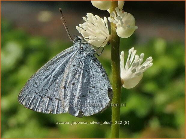 Actaea japonica 'Silver Blush' | Zilverkaars, Oktoberkaars, Christoffelkruid | Herbst-Silberkerze | Japanese Bugb