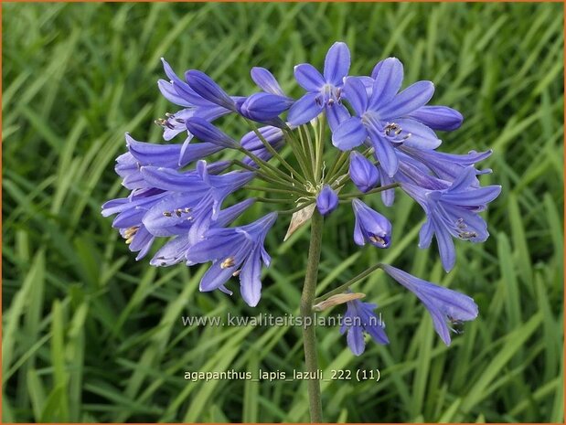 Agapanthus 'Lapis Lazuli' | Afrikaanse lelie, Kaapse lelie, Liefdesbloem | Schmucklilie | African Lily