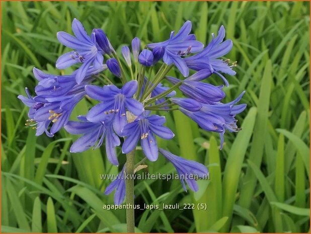 Agapanthus 'Lapis Lazuli' | Afrikaanse lelie, Kaapse lelie, Liefdesbloem | Schmucklilie | African Lily