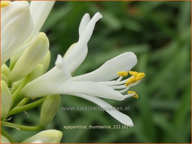 Agapanthus 'Thumbelina' | Afrikaanse lelie, Kaapse lelie, Liefdesbloem | Schmucklilie | African Lily
