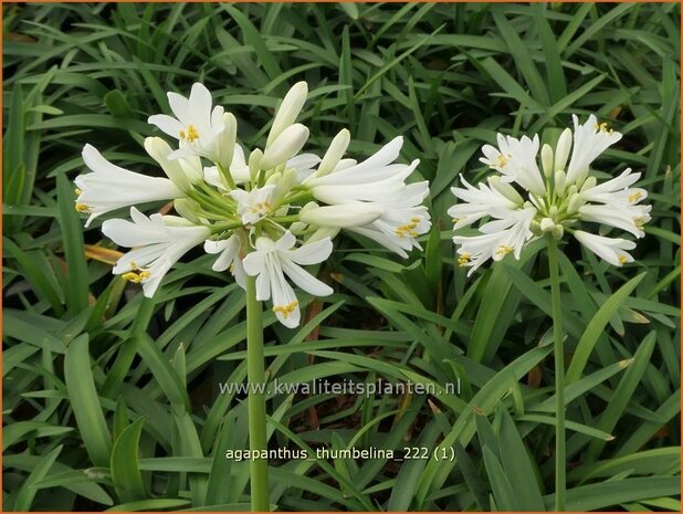 Agapanthus 'Thumbelina' | Afrikaanse lelie, Kaapse lelie, Liefdesbloem | Schmucklilie | African Lily