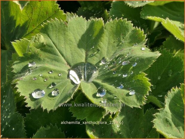 Alchemilla xanthochlora | Geelgroene vrouwenmantel, Vrouwenmantel | Gelbgrüner Frauenmantel | Intermediate Lady's-mantle