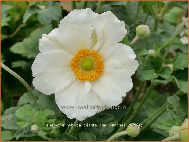 Anemone hybrida 'Géante des Blanches' | Herfstanemoon, Japanse anemoon, Anemoon | Herbstanemone | Japanese