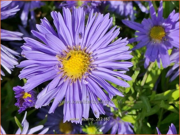 Aster 'Azurro' | Aster | Aster | Aster