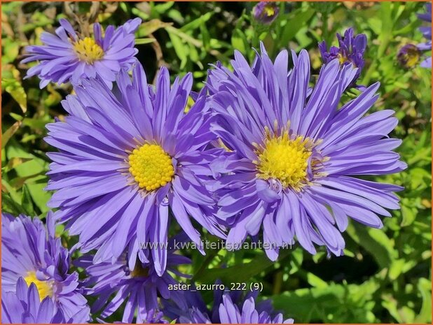 Aster 'Azurro' | Aster | Aster | Aster