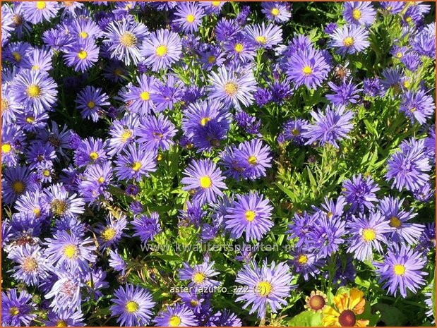 Aster 'Azurro' | Aster | Aster | Aster