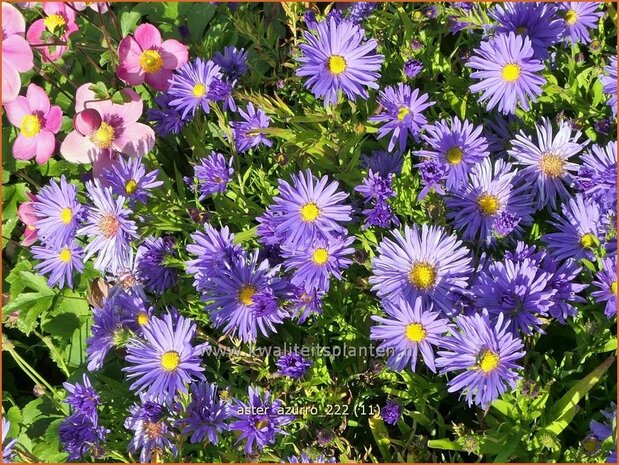Aster 'Azurro' | Aster | Aster | Aster