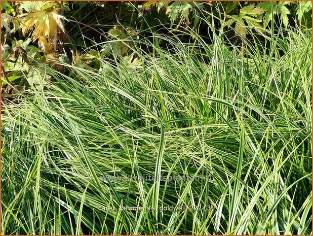 Carex oshimensis 'Goldwell' | Zegge | Buntlaubige Segge | Weeping Sedge