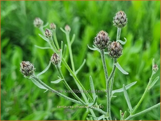 Centaurea rhaetica | Korenbloem, Centaurie | Ätische Flockenblume | Rhaetian knapweed