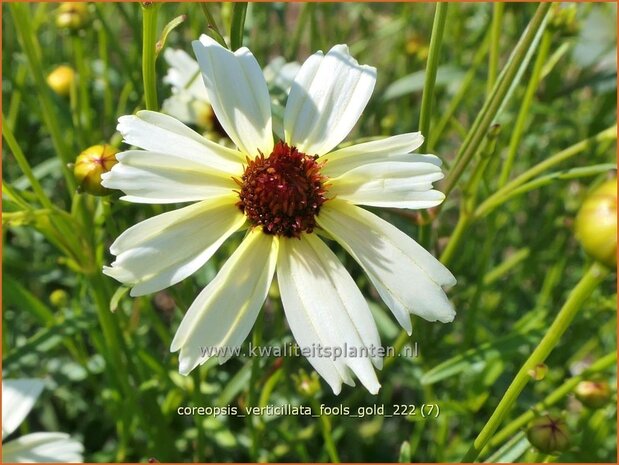 Coreopsis verticillata 'Fool's Gold' | Meisjesogen | Quirlblättriges Mädchenauge | Whorled Coreopsis