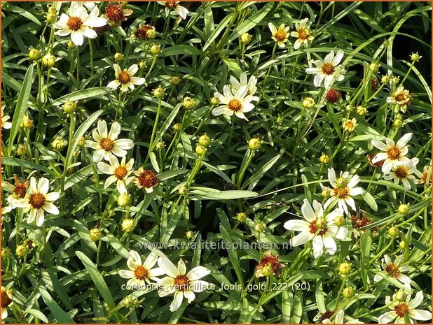 Coreopsis verticillata 'Fool's Gold' | Meisjesogen | Quirlblättriges Mädchenauge | Whorled C