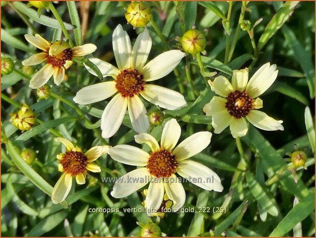 Coreopsis verticillata 'Fool's Gold' | Meisjesogen | Quirlblättriges Mädchenauge | Whorled Coreopsis