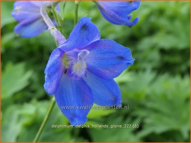 Delphinium 'Delphi's Hollands Glorie' | Ridderspoor | Rittersporn | Larkspur