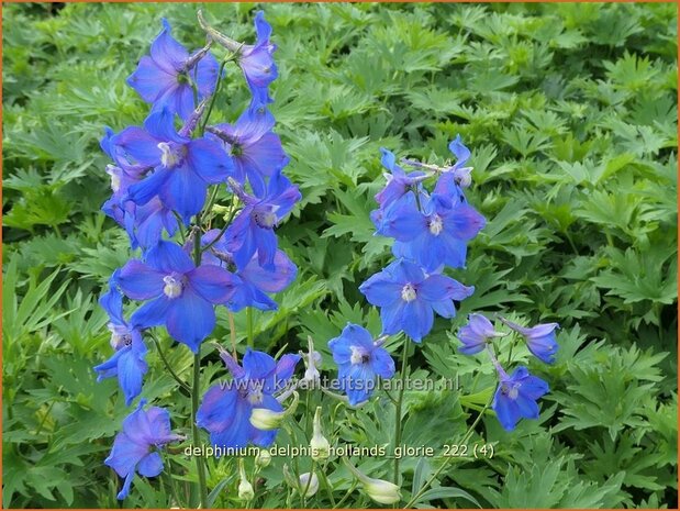 Delphinium 'Delphi's Hollands Glorie' | Ridderspoor | Rittersporn | Larkspur