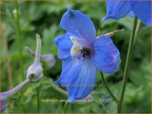 Delphinium 'Delphi's Hollands Glorie' | Ridderspoor | Rittersporn | Larkspur