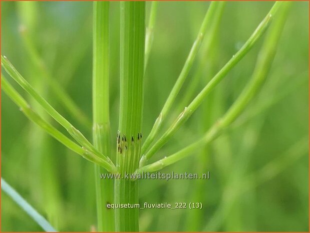 Equisetum fluviatile | Holpijp, Paardenstaart | Schlammschachtelhalm | Swamp Horsetail