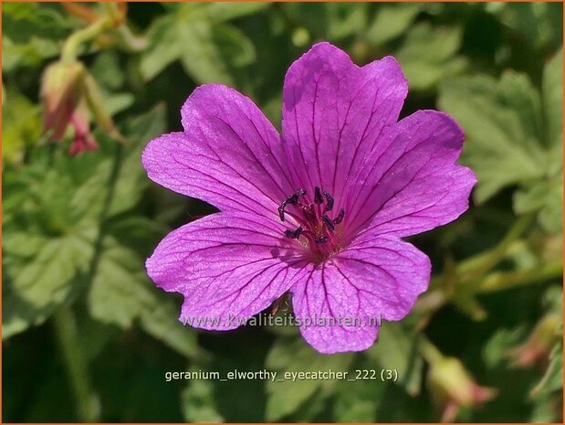 Geranium 'Elworthy Eyecatcher' | Ooievaarsbek, Tuingeranium, Geranium | Storchschnabel | Cranesbill