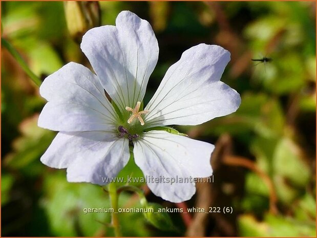 Geranium oxonianum 'Ankum's White' | Basterd-ooievaarsbek, Ooievaarsbek, Tuingeranium, Geranium | Oxford-Storchs