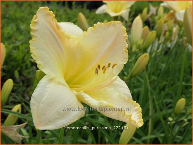 Hemerocallis 'Purissima' | Daglelie | Taglilie | Day Lily