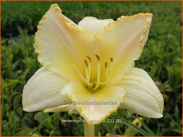 Hemerocallis 'Purissima' | Daglelie | Taglilie | Day Lily