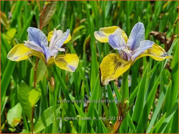Iris sibirica 'Tipped in Blue' | Siberische iris, Lis, Iris | Sibirische Schwertlilie | Siberian Iris