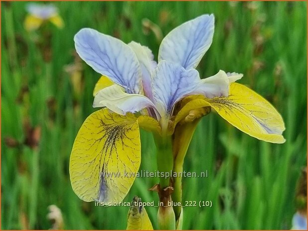 Iris sibirica 'Tipped in Blue' | Siberische iris, Lis, Iris | Sibirische Schwertlilie | Siberian Iris