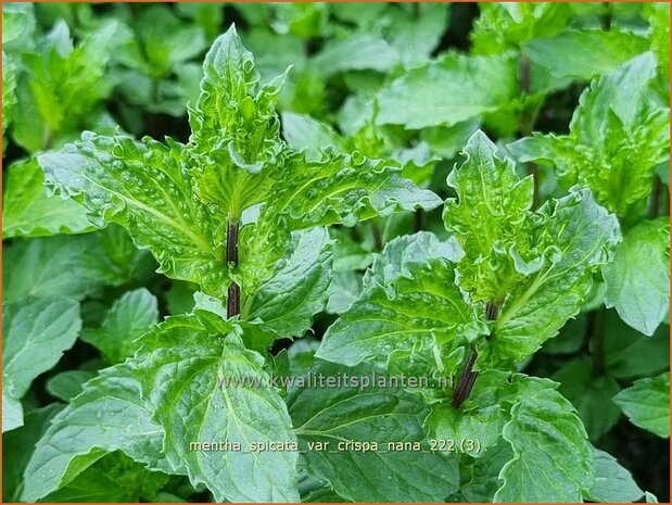 Mentha spicata var. crispa 'Nana' | Kruizemunt, Aarmunt, Groene munt, Munt | Krause Garten-Minze | Curly Mint