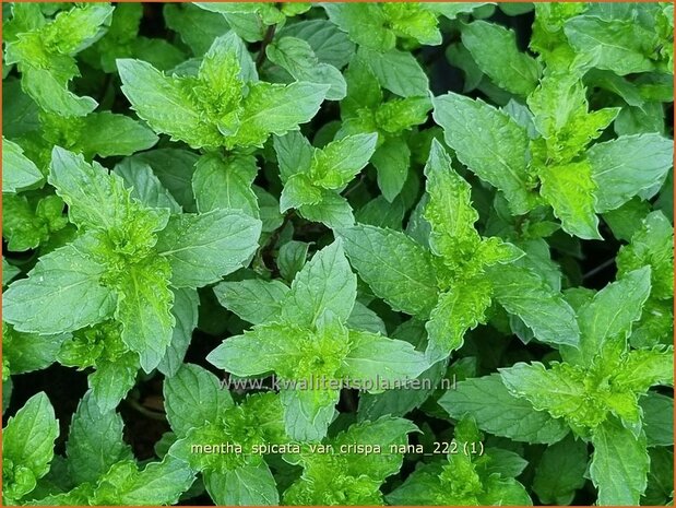 Mentha spicata var. crispa 'Nana' | Kruizemunt, Aarmunt, Groene munt, Munt | Krause Garten-Minze | Curly Mint