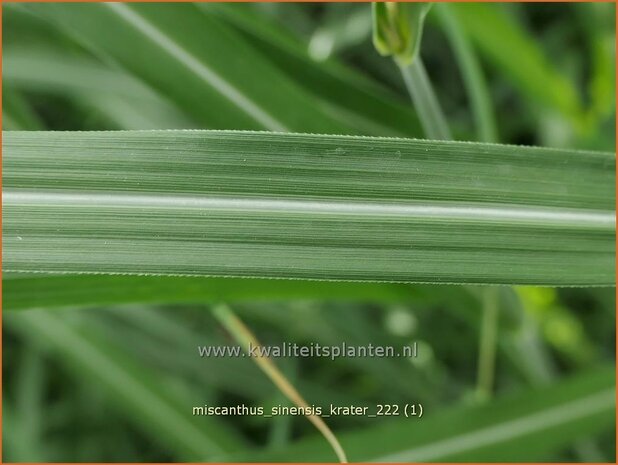 Miscanthus sinensis 'Krater' | Chinees prachtriet, Chinees riet, Japans sierriet, Sierriet | Chinaschilf | Eulali
